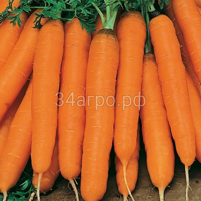Морковь Амстердамска 100 гр.