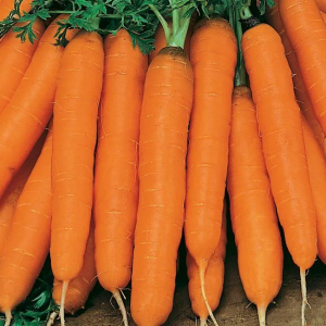 Морковь Амстердамска 50 гр.