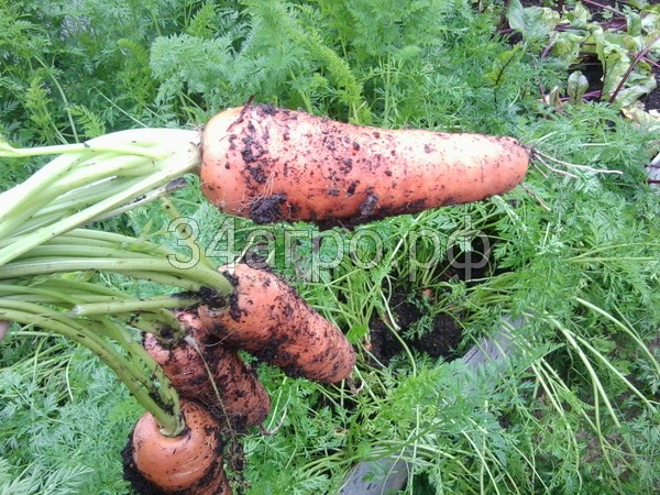 Морковь МО 1 кг