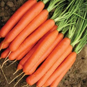 Морковь Нантская 4 1 кг