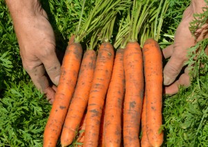 Морковь Нантская 4 1 кг