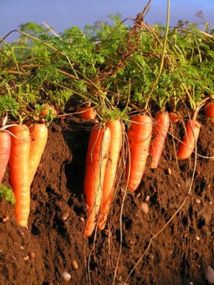 Морковь Роте Ризен (Красный Великан) 1 кг