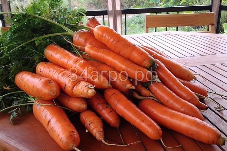 Морковь Тушон 20 гр.