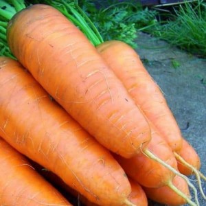Морковь Шантанэ 2461 50 гр.