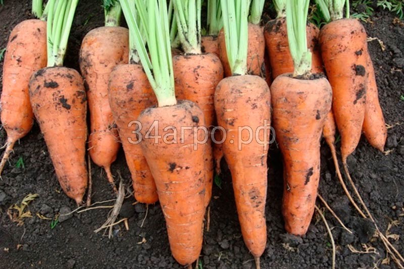 Морковь Шантанэ Роял 1 кг