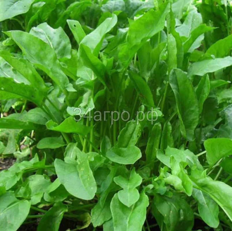 Щавель Бельвильский 1 кг