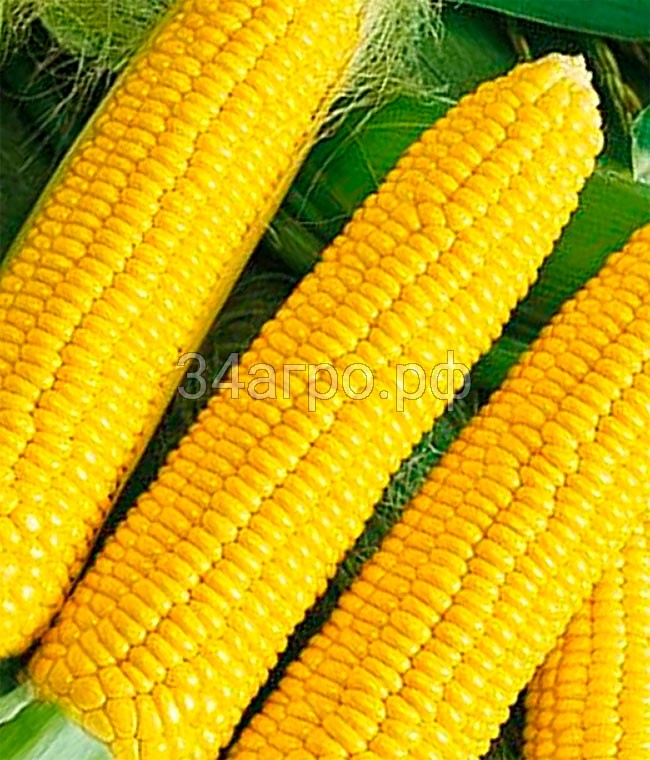 Кукуруза Алина 1 кг