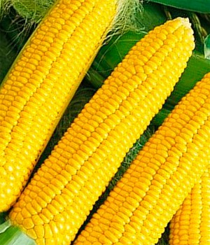 Кукуруза