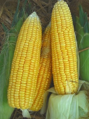 Кукуруза Ранняя Лакомка 121 1 кг