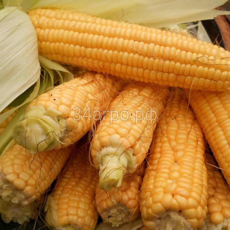 Кукуруза Тройная Сладость 1 кг