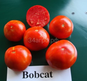 Томат Бобкат F1 50 семян