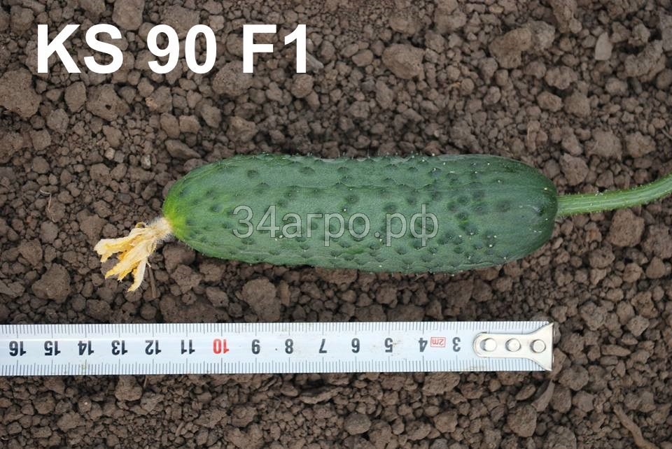 Огурец Каминари (KS 90) F1 100 семян