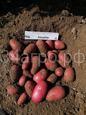 Семенной картофель Алуэт Сетка-5 кг