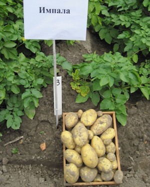 Семенной картофель Импала Сетка-5 кг