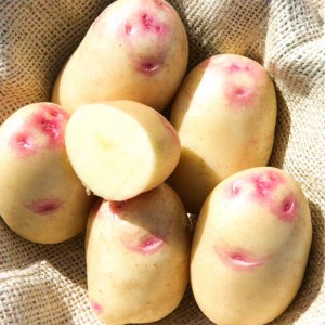 Семенной картофель Синеглазка (Сетка-5 кг)