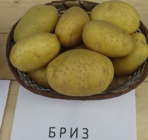 Семенной картофель Бриз Сетка-5 кг