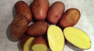 Семенной картофель Родриго (сетка-5 кг)