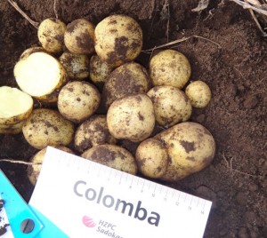 Семенной картофель Коломба Сетка-25 кг