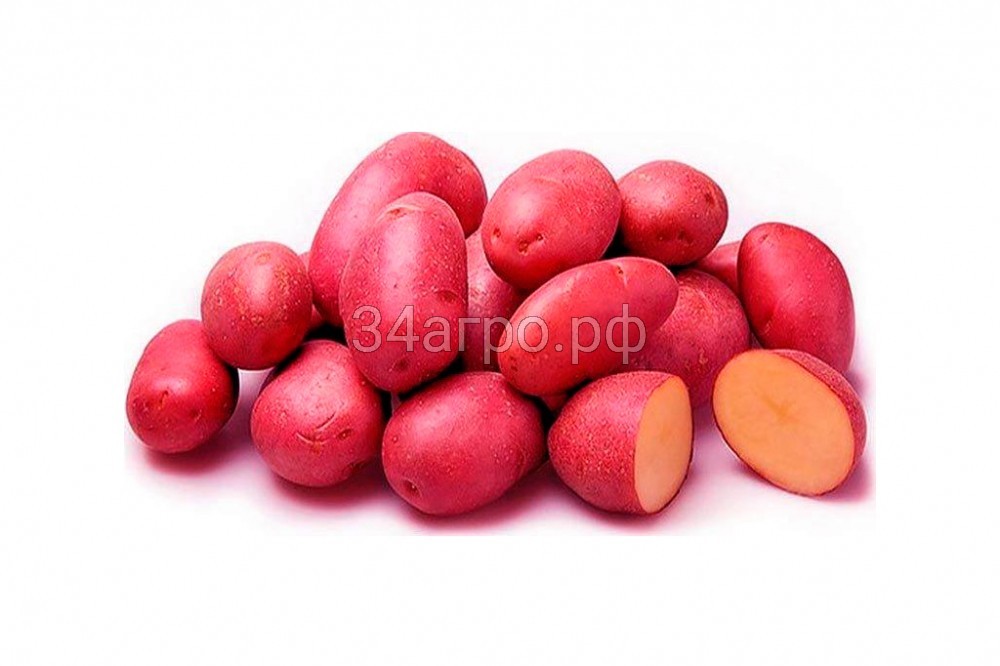 Семенной картофель Ред Скарлетт Сетка-25 кг