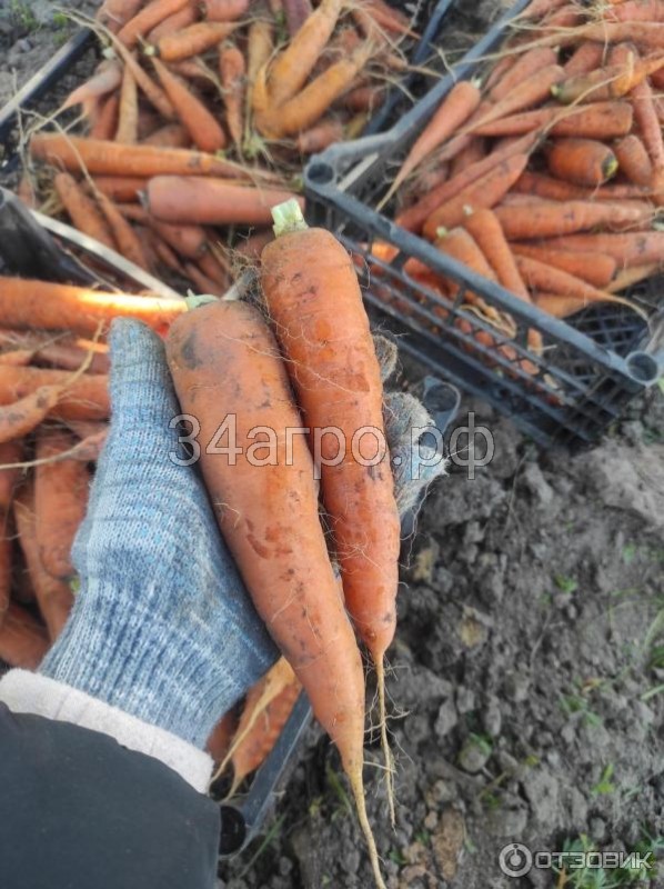 Морковь Лосиноостровская 13 1 кг