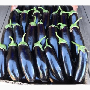 Баклажан Батайский 20 гр