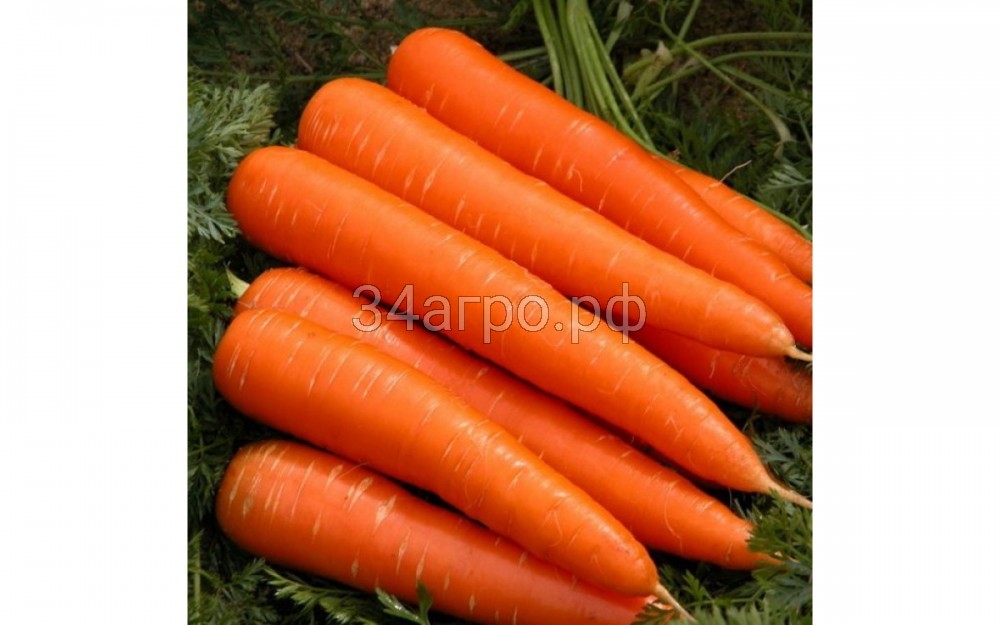 Морковь Королева осени 50 гр