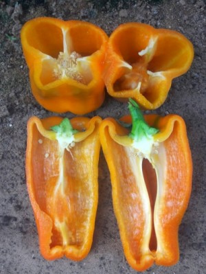 Перец сладкий Оранжевый Ламуйо от Юрия F1 5 семян