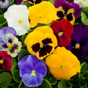 Виола крупноцветковая Дельта Микс 100 семян