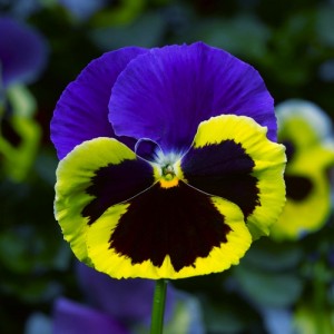 Виола крупноцветковая Колоссус Триколор 100 семян