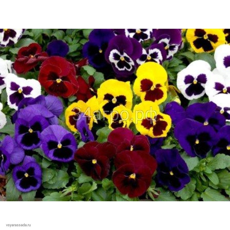 Виола крупноцветковая Маммот Микс 100 семян