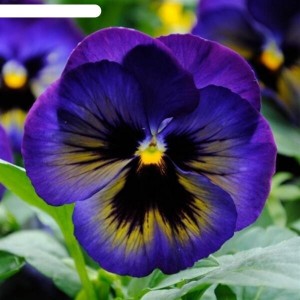 Виола крупноцветковая Спринг Матрикс Миднайт Глоу 100 семян