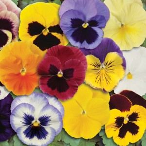 Виола крупноцветковая Спринг Матрикс Микс 100 семян