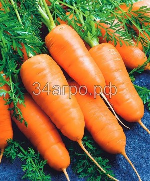 Морковь Курода Шантанэ 100 гр.
