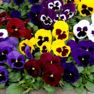 Виола крупноцветковая Колоссус Микс 100 семян