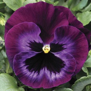 Виола крупноцветковая Колоссус Неон Виолет 100 семян