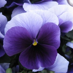 Виола крупноцветковая Селло Биконсфилд 100 семян