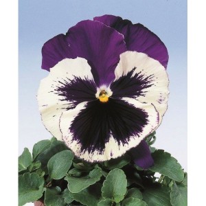 Виола крупноцветковая Селло Виолет Фэйс 100 семян