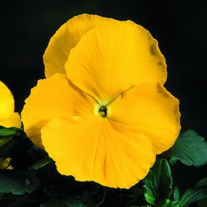 Виола крупноцветковая Селло Пьюр Еллоу 100 семян