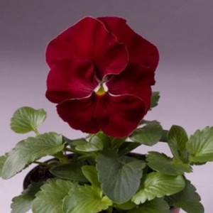 Виола крупноцветковая Селло Черри Роуз 100 семян