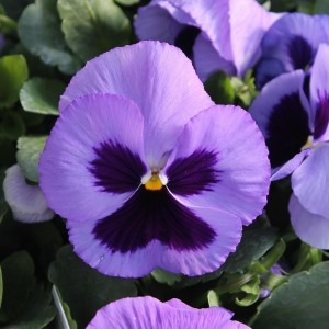 Виола крупноцветковая Экстрада Мид Блю 100 семян
