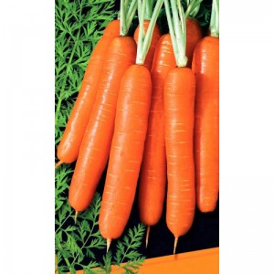 Морковь Медовая 1 кг