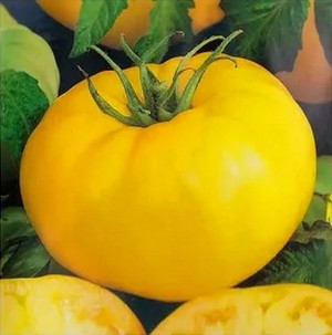 Томат Лимонный король 1 кг