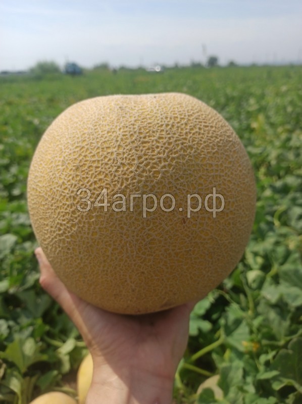 Дыня Ванда F1 (KS 517) 25 семян