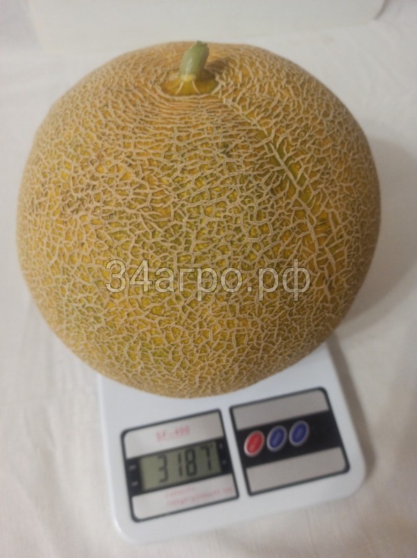 Дыня Ванда F1 (KS 517) 25 семян