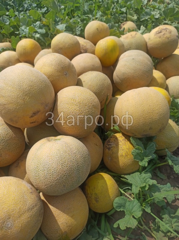 Дыня Ванда F1 (KS 517) 10 семян