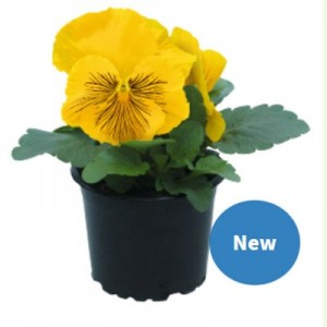 Виола крупноцветковая Кетс Плюс Еллоу 100 семян