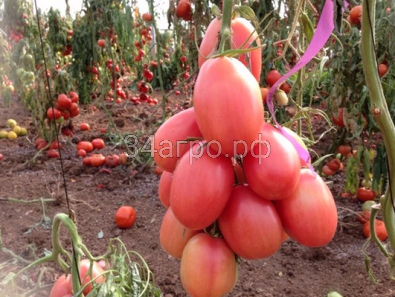 Томат Розовый фламинго 25 гр.