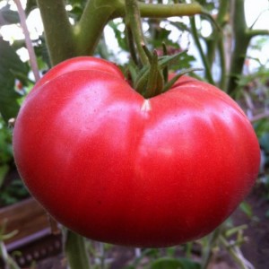 Томат Лакомка 50 гр.