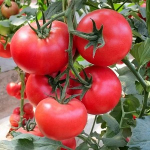 Томат Ляна Розовая 50 гр.