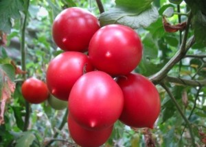 Томат Де Барао розовый 20 гр.